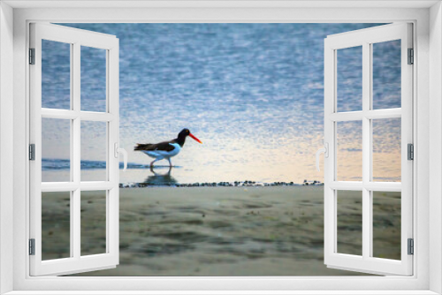 Fototapeta Naklejka Na Ścianę Okno 3D - Oyster Catcher By The Bay