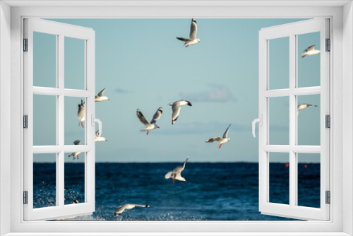 Fototapeta Naklejka Na Ścianę Okno 3D - seagulls in flight over the sea at sunset
