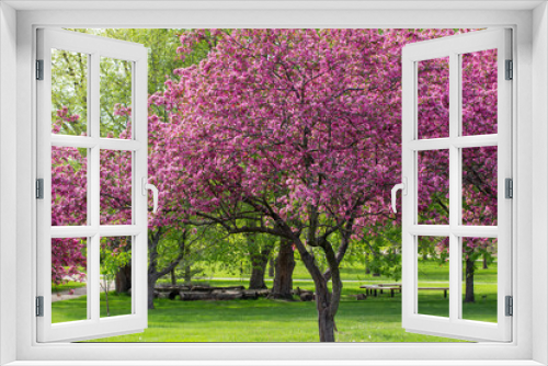 Fototapeta Naklejka Na Ścianę Okno 3D - Landscape view of deep pink color ornamental apple trees in full bloom in an ornamental botanical garden