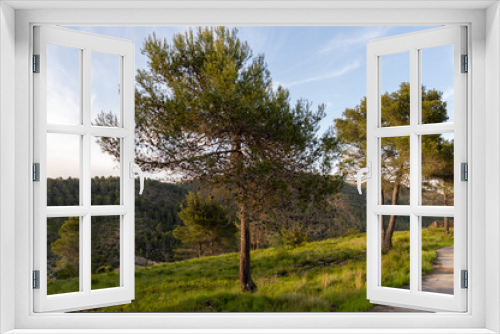 Fototapeta Naklejka Na Ścianę Okno 3D - Image of the pine forest at sunset, pine forest of the natural park.