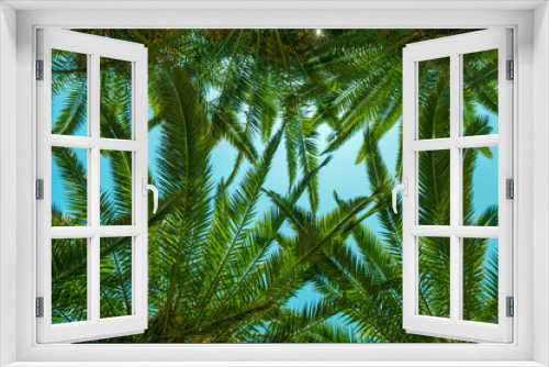 Fototapeta Naklejka Na Ścianę Okno 3D - palm tree leaves background