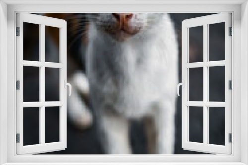 Fototapeta Naklejka Na Ścianę Okno 3D - baby face of stray cat