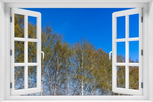 Fototapeta Naklejka Na Ścianę Okno 3D - birch trees in the spring season with a lot of earrings during blooming