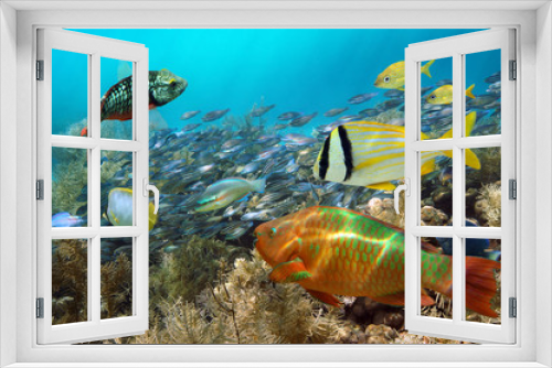 Fototapeta Naklejka Na Ścianę Okno 3D - School of colorful tropical fish in a coral reef of the Caribbean sea