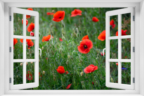 Fototapeta Naklejka Na Ścianę Okno 3D - Red poppy flower on dark green background summer time, spring collection with free space for text