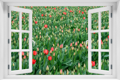 Fototapeta Naklejka Na Ścianę Okno 3D - Field of cheerful red tulips beginning to bloom on a spring day, as a nature background
