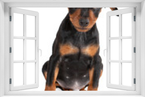 Fototapeta Naklejka Na Ścianę Okno 3D - Black pinscher puppy