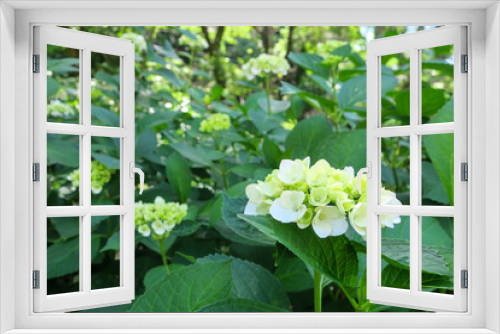 Fototapeta Naklejka Na Ścianę Okno 3D - 公園に咲く白い紫陽花の花