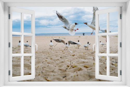 Fototapeta Naklejka Na Ścianę Okno 3D - flock of sea gulls flying fighting for food on beach by the sea