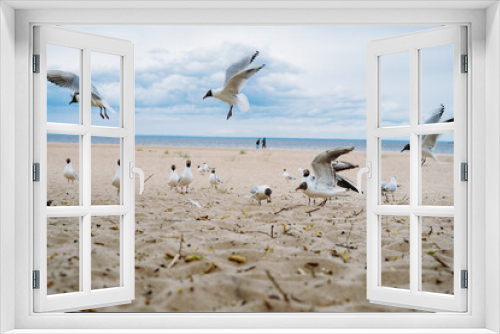 Fototapeta Naklejka Na Ścianę Okno 3D - flock of sea gulls flying fighting for food on beach by the sea