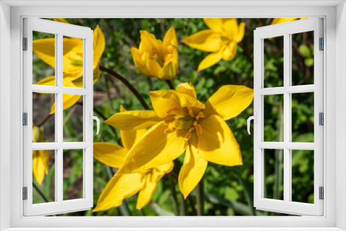 Fototapeta Naklejka Na Ścianę Okno 3D - Close-up shot of scented, wild tulip or woodland tulip (Tulipa sylvestris) with bright, buttercup yellow flowers with a green rib running outside and pointed petals flowering