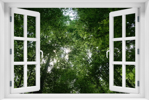 Fototapeta Naklejka Na Ścianę Okno 3D - sun shining through the green trees background