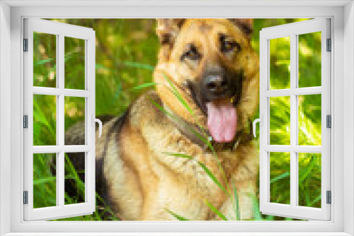 Fototapeta Naklejka Na Ścianę Okno 3D - Portrait of a german shepherd lying on the green grass. Cute purebred brown fur pet outside in the park on the lawn. Beauty friend and guardian. Lovely playful adult dog. High quality photo