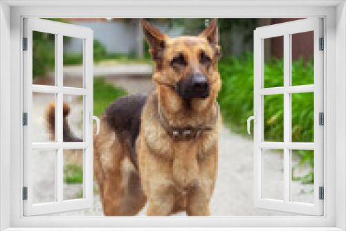 Fototapeta Naklejka Na Ścianę Okno 3D - German shepherd with soap bubbles outdoors in summer. A beautiful and serious shepherd stands against the background of green grass near soap bubbles flying nearby