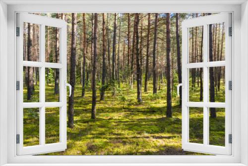 Fototapeta Naklejka Na Ścianę Okno 3D - A summer pine forest landscape