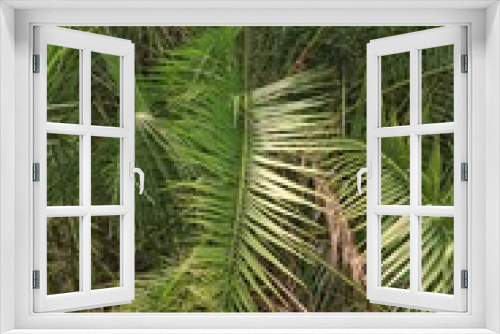 Fototapeta Naklejka Na Ścianę Okno 3D - green fern plant