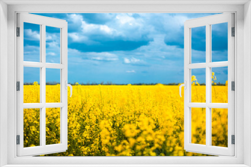 Fototapeta Naklejka Na Ścianę Okno 3D - Ukraine, a flowering rapeseed field resembles the flag of Ukraine