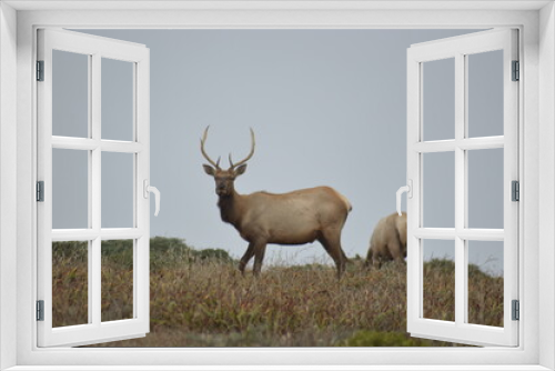 Fototapeta Naklejka Na Ścianę Okno 3D - Elks in the wild