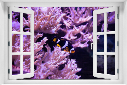 Fototapeta Naklejka Na Ścianę Okno 3D - Photo underwater sea coral and clown fish