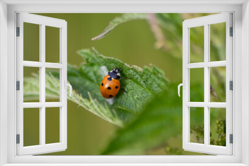 Fototapeta Naklejka Na Ścianę Okno 3D - Beautiful black dotted red ladybug beetle climbing in a plant with blurred background and much copy space searching for plant louses to kill them as beneficial organism and useful animal in the garden