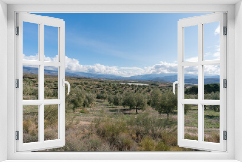 cultivation of olive trees in the province of Granada