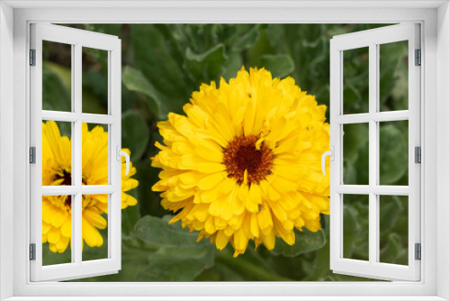 Fototapeta Naklejka Na Ścianę Okno 3D - Yellow marigold flowers, in the vegetable garden, in June, companion plant, close-up