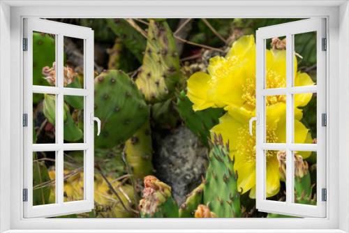 Fototapeta Naklejka Na Ścianę Okno 3D - Remarkable green cactus with yellow flowers, called prickly pear, in full bloom in June.