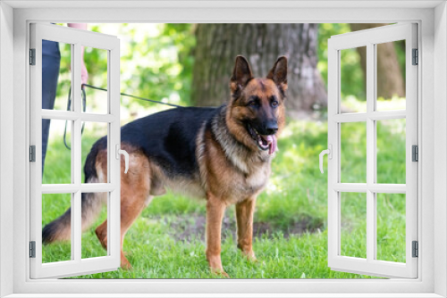 Fototapeta Naklejka Na Ścianę Okno 3D - A beautiful German Shepherd stands on the grass with his tongue hanging out