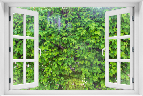 Fototapeta Naklejka Na Ścianę Okno 3D - Closeup group of green leaves texture background.