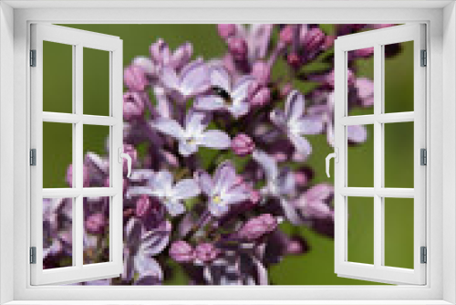 Fototapeta Naklejka Na Ścianę Okno 3D - Lilac flowers nature spring background