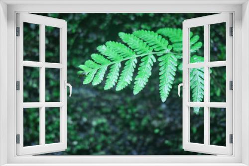 Fototapeta Naklejka Na Ścianę Okno 3D - close-up of a growing weed