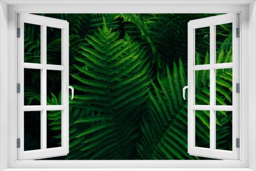 Fototapeta Naklejka Na Ścianę Okno 3D - Green fern growing in summer jungles dark and moody style. Textured emerald color leaves botany natural background low key. Wild plant branches nature forest park botanical backdrop poster wallpaper.