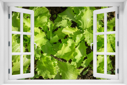 Fototapeta Naklejka Na Ścianę Okno 3D - row of green leaf lettuce growing in the garden