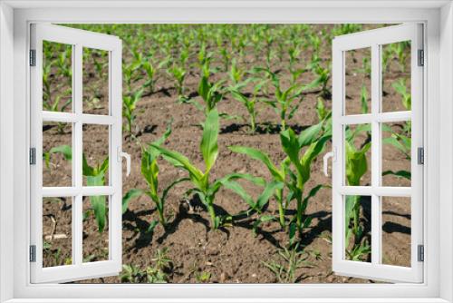Fototapeta Naklejka Na Ścianę Okno 3D - corn: field cultivated for cereal production. The birth and growth of plants sown for the production of maize in an area dedicated to organic farming.