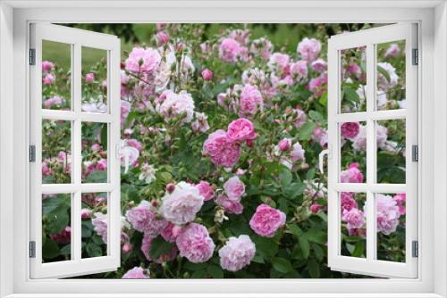 Fototapeta Naklejka Na Ścianę Okno 3D - Pink Rosa 'Harlow Carr' in flower