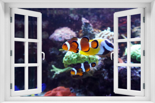 Fototapeta Naklejka Na Ścianę Okno 3D - Two anemone fish swimming in aquarium