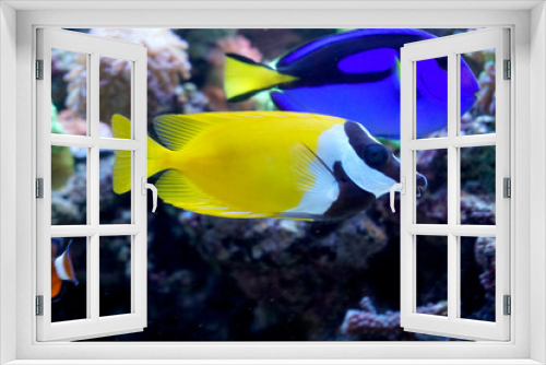 Fototapeta Naklejka Na Ścianę Okno 3D - Hippo Tang and Foxface Rabbitfish swimming in aquarium
