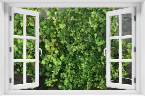 Fototapeta Naklejka Na Ścianę Okno 3D - Green shrub hedge, fresh green leaves for texture background. Lush vegetation close-up, horizontal photo.