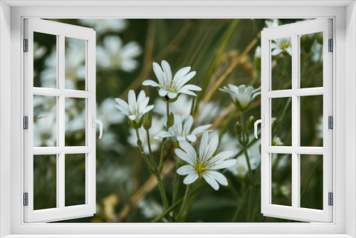 Fototapeta Naklejka Na Ścianę Okno 3D - white daisy flower