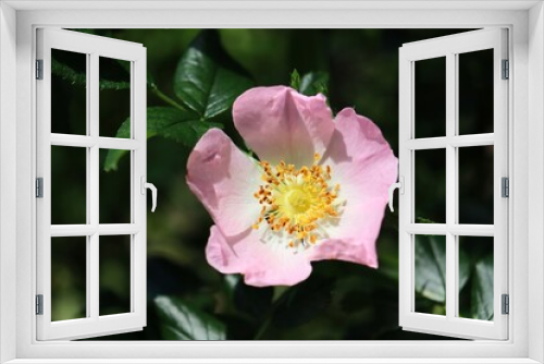 Fototapeta Naklejka Na Ścianę Okno 3D - pink flower of a rose hip