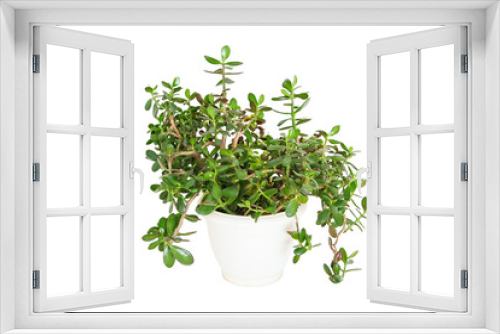 Fototapeta Naklejka Na Ścianę Okno 3D - Indoor plant isolated on a white background