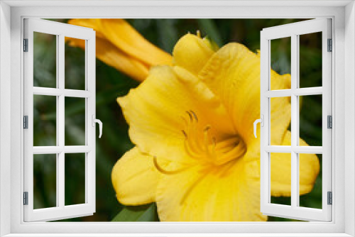 Fototapeta Naklejka Na Ścianę Okno 3D - Bright yellow and fresh yellow Lilly’s with the pollen laying on the Steven