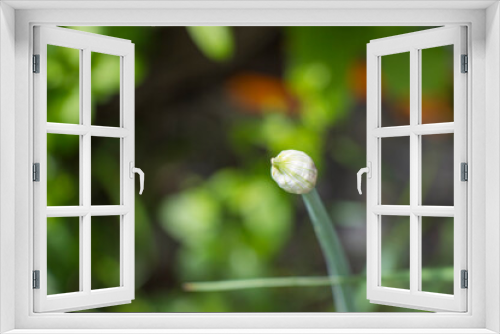 Fototapeta Naklejka Na Ścianę Okno 3D - Green onion in the land, house gardening