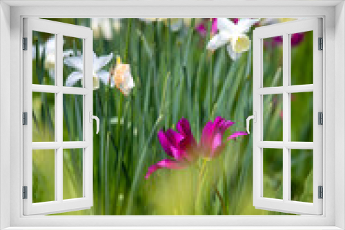 Fototapeta Naklejka Na Ścianę Okno 3D - Fleurs des champs au milieu d'un jardin en france.