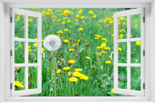 Fototapeta Naklejka Na Ścianę Okno 3D - White fluffy dandelion in a meadow with green grass and yellow dandelions.