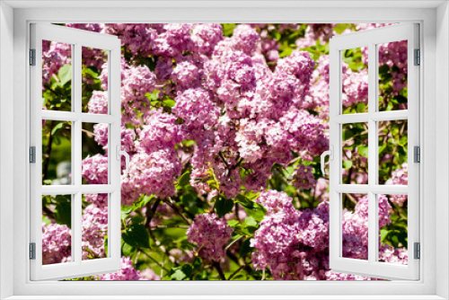 Fototapeta Naklejka Na Ścianę Okno 3D - Closeup on a lilac branch in bloom on green background.