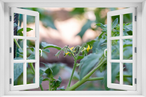 Fototapeta Naklejka Na Ścianę Okno 3D - Flor de tomatera en el huerto, alimentos creciendo en proceso de crecimiento