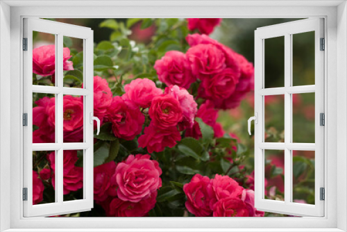 Fototapeta Naklejka Na Ścianę Okno 3D - small red roses bloom in the garden