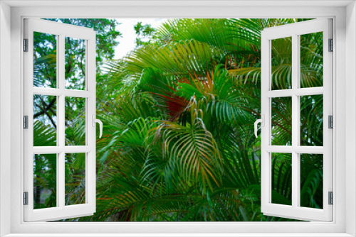 Fototapeta Naklejka Na Ścianę Okno 3D - Green palm tree branches in the tropical jungle