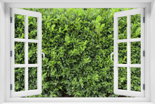 Fototapeta Naklejka Na Ścianę Okno 3D - Boxwood hedge texture. Buxus plant pattern. Gardening hedge background.